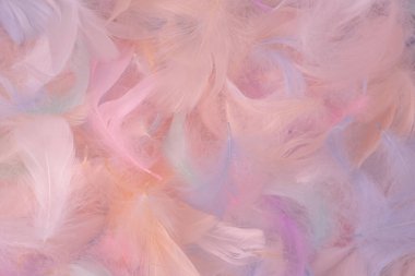 Renkli tüy arka plan, üst manzara. Boşluğu kopyala.