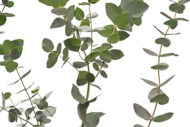 Beyaz arka planda izole edilmiş taze okaliptüs filizi.. 