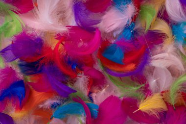 Renkli tüy arka plan, üst manzara. Boşluğu kopyala.