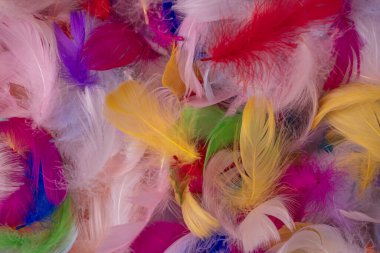 Renkli tüy arka plan, üst manzara. Boşluğu kopyala.