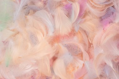 Renkli tüy arka plan, üst manzara. Boşluğu kopyala.