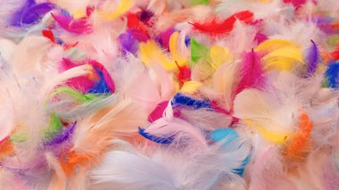 Renkli tüy arka plan, üst manzara. Boşluğu kopyala.