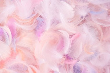 Renkli tüy arka plan, üst manzara. Boşluğu kopyala.