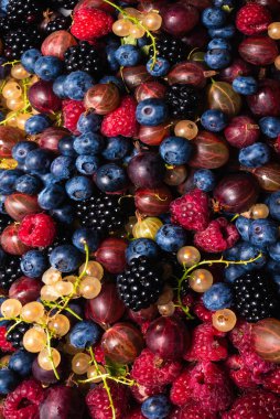 Bektaşi üzümü, yabanmersini, dut, ahududu, beyaz ve kırmızı frenk üzümü arka plan. 