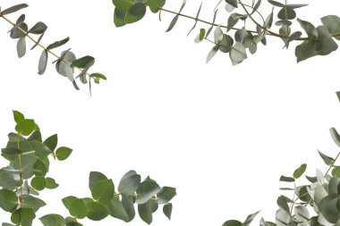 Beyaz arka planda izole edilmiş taze okaliptüs filizi.. 