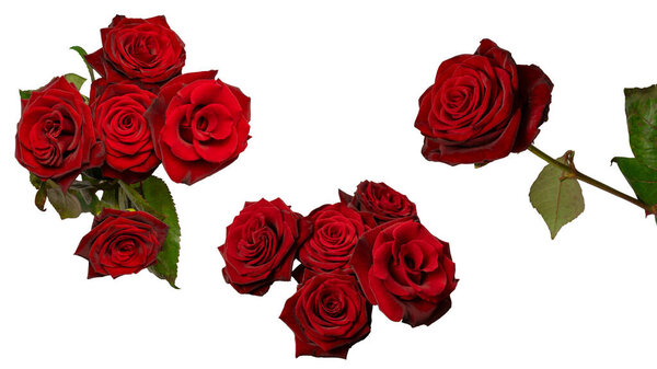 Букет красивых красных роз, выделенных на белом фоне. Вид сверху.