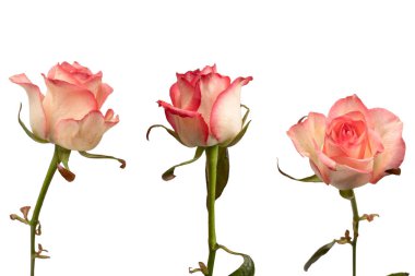 Pembe ve beyaz arkaplanda izole edilmiş güzel bir gül.. 