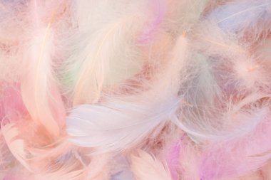 Renkli tüy arka plan, üst manzara. Boşluğu kopyala.