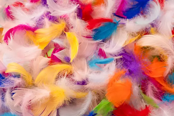 Renkli tüy arka plan, üst manzara. Boşluğu kopyala.