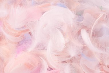 Renkli tüy arka plan, üst manzara. Boşluğu kopyala.