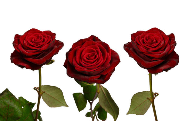 Beautiful red rose isolated on a white background.