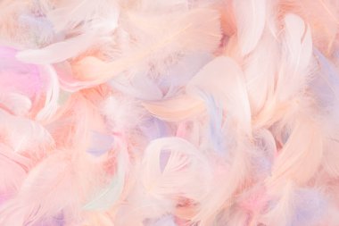 Renkli tüy arka plan, üst manzara. Boşluğu kopyala.