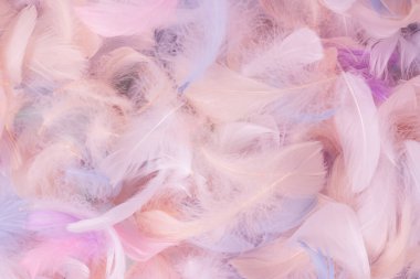 Renkli tüy arka plan, üst manzara. Boşluğu kopyala.