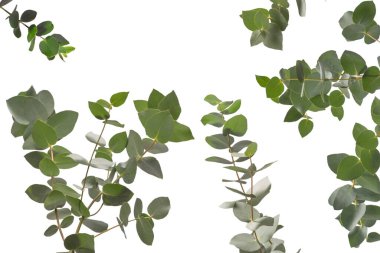 Beyaz arka planda izole edilmiş taze okaliptüs filizi.. 