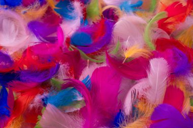 Renkli tüy arka plan, üst manzara. Boşluğu kopyala.