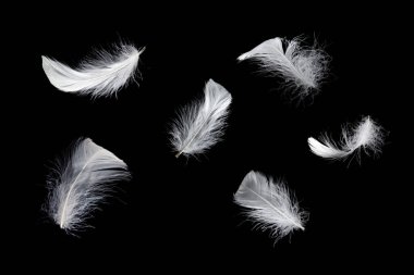 Siyah bir arkaplanda beyaz yüzen tüy izole. 