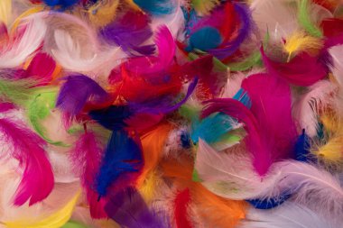 Renkli tüy arka plan, üst manzara. Boşluğu kopyala.