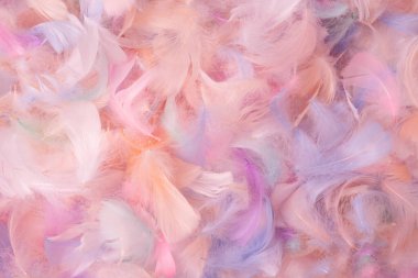 Renkli tüy arka plan, üst manzara. Boşluğu kopyala.