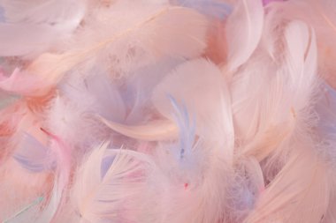 Renkli tüy arka plan, üst manzara. Boşluğu kopyala.