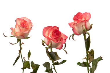 Pembe ve beyaz arkaplanda izole edilmiş güzel bir gül.. 