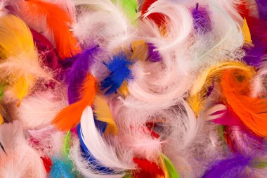 Renkli tüy arka plan, üst manzara. Boşluğu kopyala.