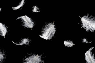 Siyah bir arkaplanda beyaz yüzen tüy izole. 