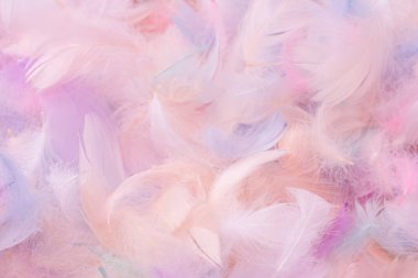 Renkli tüy arka plan, üst manzara. Boşluğu kopyala.