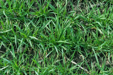 Çatlak toprak ve yeşil çimenler doku olarak kullanılıyor. Bahar. Üst görünüm. 