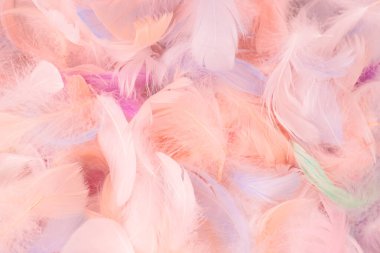 Renkli tüy arka plan, üst manzara. Boşluğu kopyala.