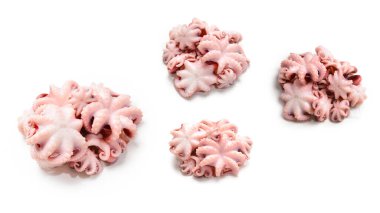 Ahtapot beyaz arkaplanda izole edildi. 