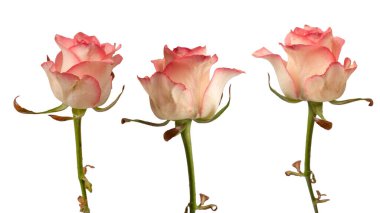 Pembe ve beyaz arkaplanda izole edilmiş güzel bir gül.. 