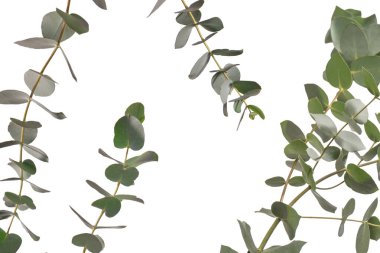 Beyaz arka planda izole edilmiş taze okaliptüs filizi.. 