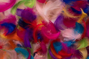 Renkli tüy arka plan, üst manzara. Boşluğu kopyala.