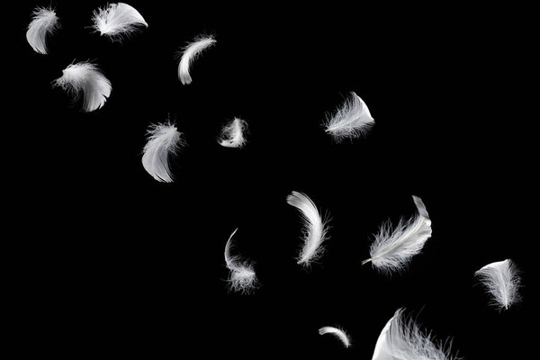 Белое плавающее перо изолировано на черном фоне. 