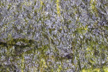 Arka plan olarak Norveç yosunu. Üst görünüm.