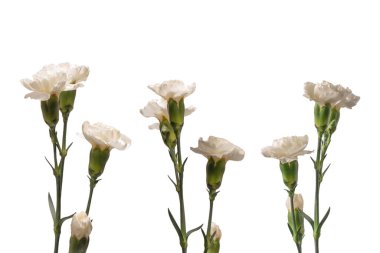 Beyaz bir arka planda izole edilmiş güzel karanfil çiçeği.. 