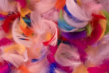 Renkli tüy arka plan, üst manzara. Boşluğu kopyala.