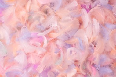 Renkli tüy arka plan, üst manzara. Boşluğu kopyala.