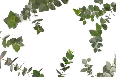 Beyaz arka planda izole edilmiş taze okaliptüs filizi.. 