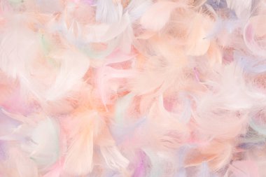 Renkli tüy arka plan, üst manzara. Boşluğu kopyala.