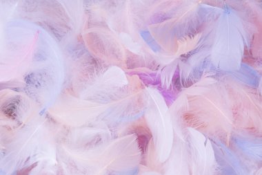 Renkli tüy arka plan, üst manzara. Boşluğu kopyala.