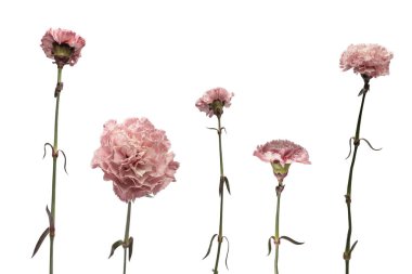 Pembe güzel karanfil çiçeği beyaz bir arkaplanda izole edilmiş.. 