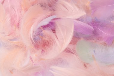 Renkli tüy arka plan, üst manzara. Boşluğu kopyala.