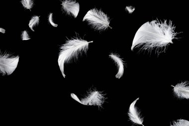 Siyah bir arkaplanda beyaz yüzen tüy izole. 