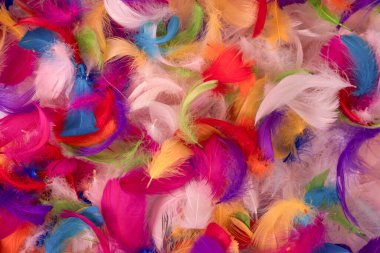 Renkli tüy arka plan, üst manzara. Boşluğu kopyala.