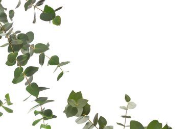 Beyaz arka planda izole edilmiş taze okaliptüs filizi.. 