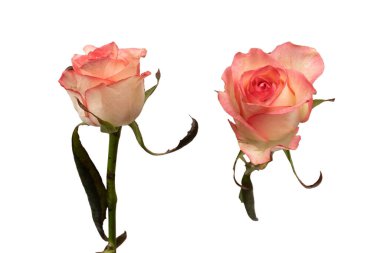 Pembe ve beyaz arkaplanda izole edilmiş güzel bir gül.. 