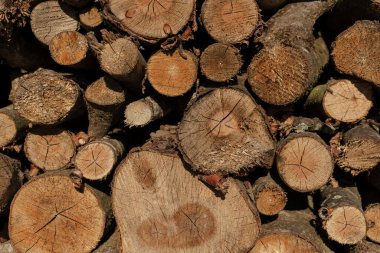 Arka plan olarak ağaç gövdeleri. Ahşap arkaplan. 