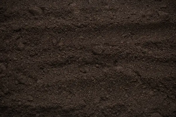 Bitkiler için kara toprak. Üst görünüm. 