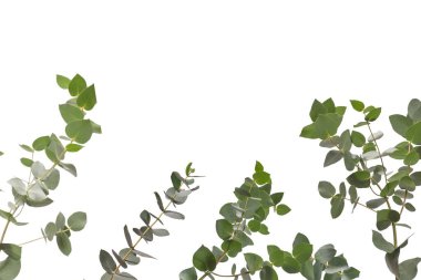 Beyaz arka planda izole edilmiş taze okaliptüs filizi.. 